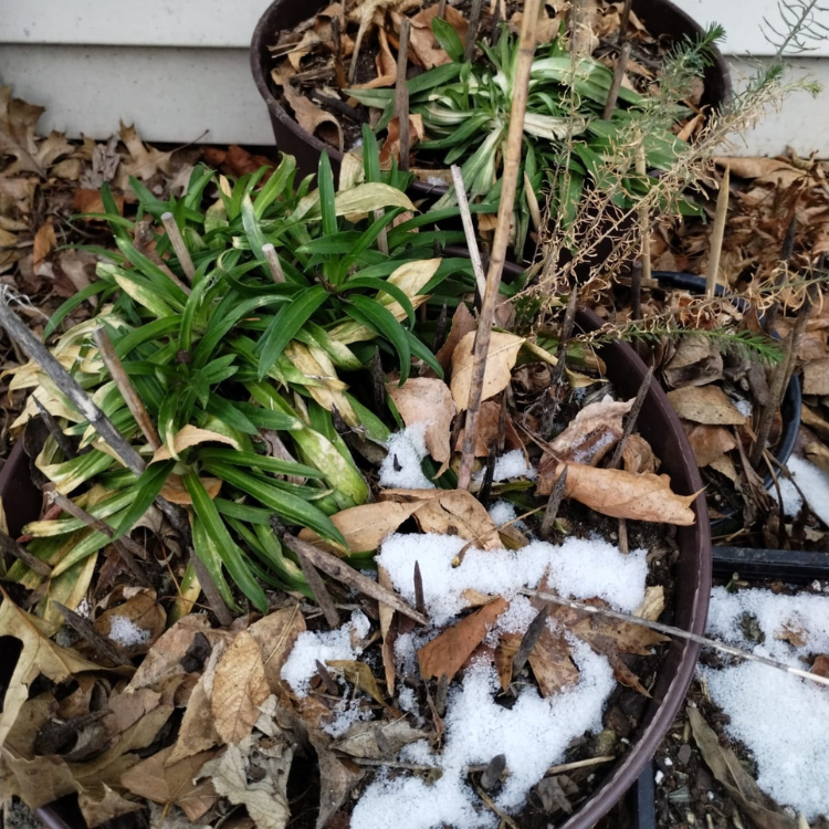 Pollinator Pot