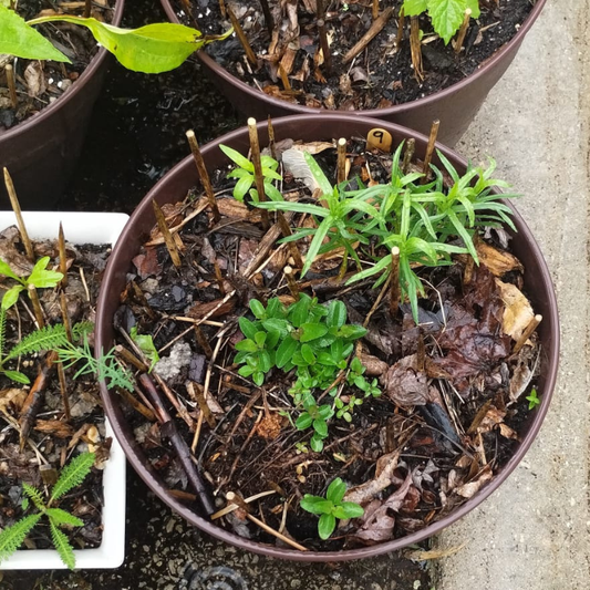 Pollinator Pot