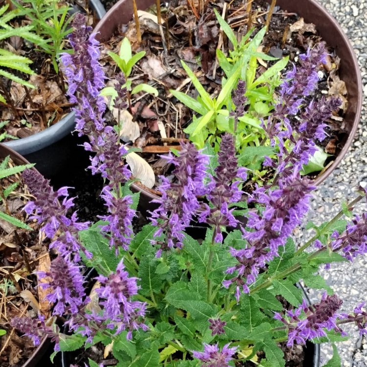 Pollinator Pot